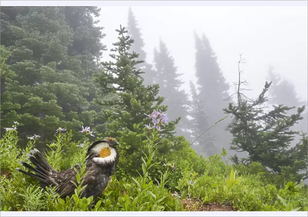USA, Washington State, Mount Rainier National Park. Sooty grouse in subalpine forest