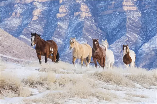 Cowboy horse drive on Hideout Ranch, Shell, Wyoming. Herd of horses running in snow