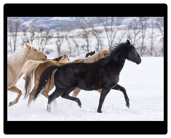Cowboy horse drive on Hideout Ranch, Shell, Wyoming. Herd of horses running in snow