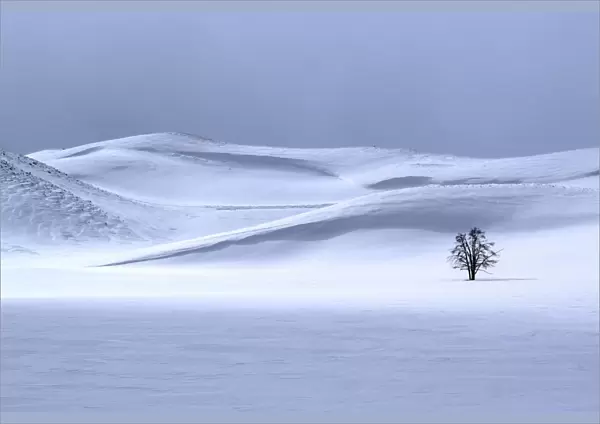 USA, Yellowstone National Park. Lone tree in winter