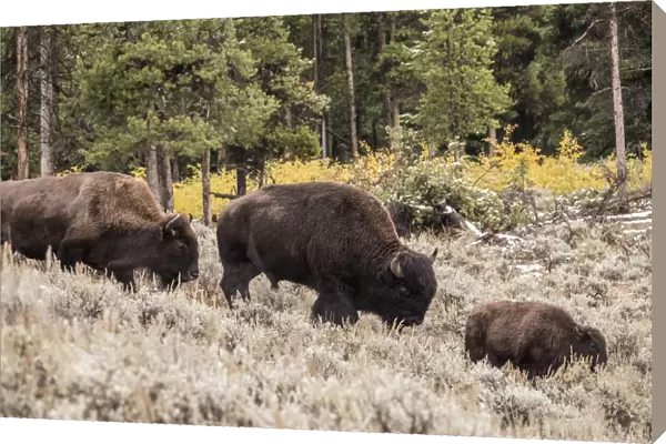 Yellowstone National Park, Wyoming, USA. Bison family walking in Lamar Valley
