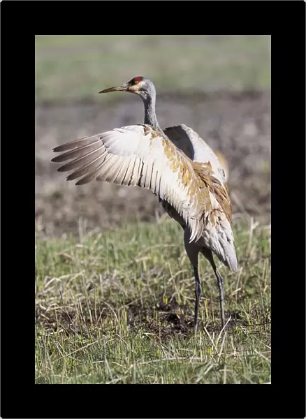Yellowstone National Park, sandhill crane flaps its wings after preening