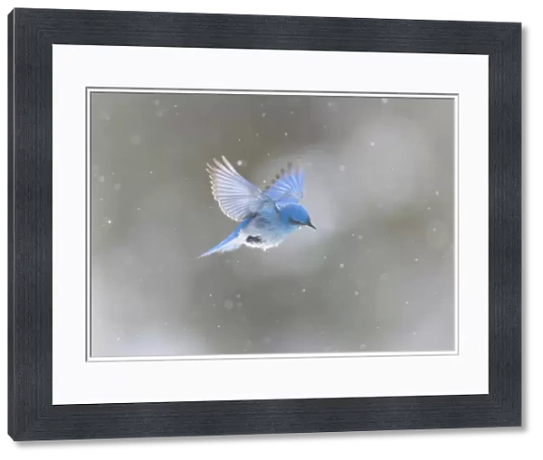 Yellowstone National Park, a male mountain bluebird hovers above a stream in a snowstorm