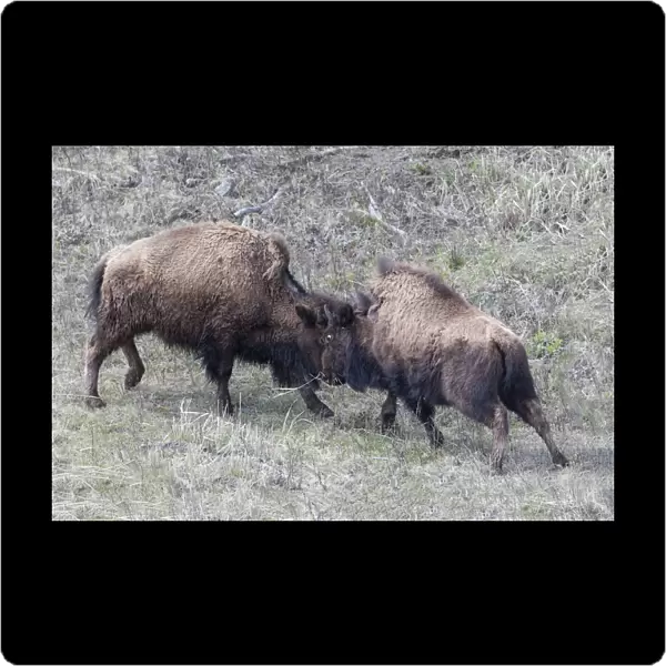 Yellowstone National Park. Two young bison playing fight