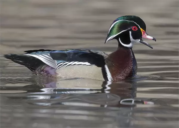 Yellowstone National Park, wood duck drake in breeding plumage floats on the river while calling