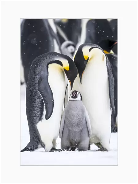 Snow Hill Island, Antarctica. A proud pair of emperor penguins nestling