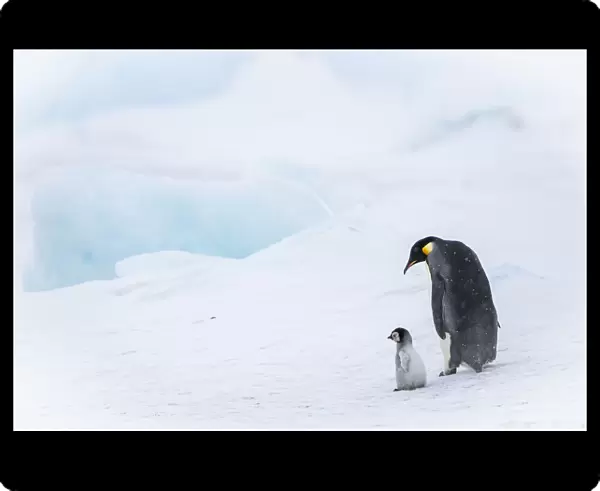 Snow Hill Island, Antarctica. Emperor penguin parent out for a walk with tiny chick