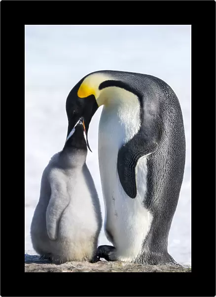 Snow Hill Island, Antarctica. Emperor penguin parent feeding chick