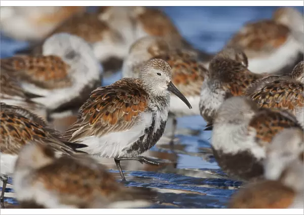 Dunlin flock resting during migration