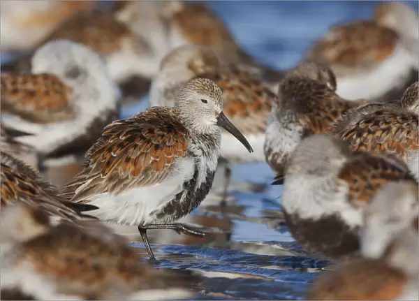 Dunlin flock resting during migration