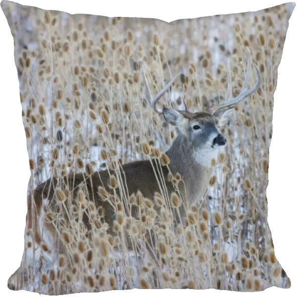 White-tail deer buck camouflaged in the thistle patch