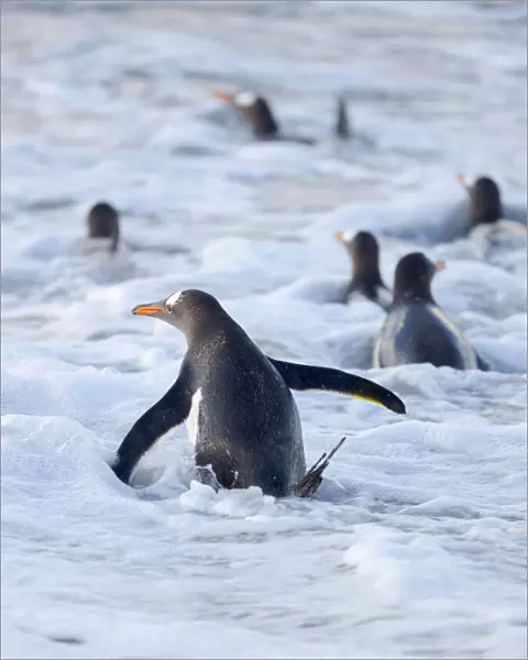 Going to the sea on a beach. Gentoo Penguin in the Falkland Islands in January