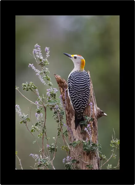 Golden-fronted woodpecker feeding