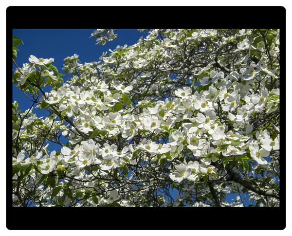 White dogwood tree, USA