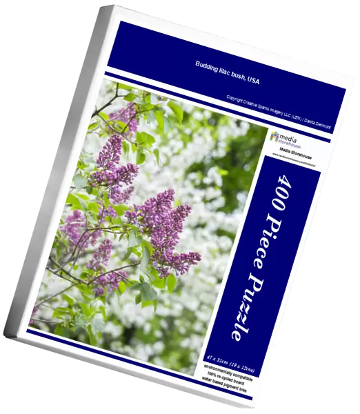 Budding lilac bush, USA
