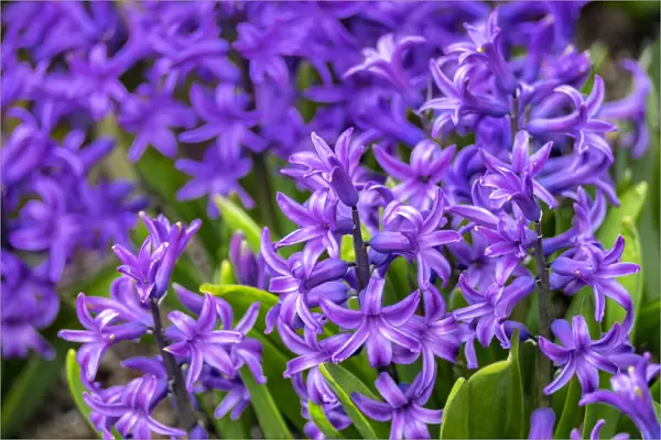 Purple hyacinth, USA