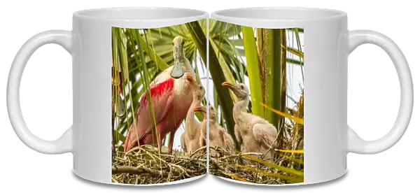 USA, Florida, Anastasia Island, Alligator Farm. Roseate spoonbill adult on nest with