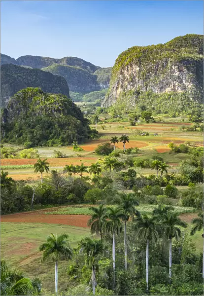 Cuba, Vinales, tobacco fields and limestone hills (mogotes)