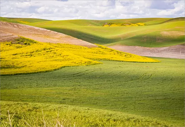 USA, Washington State. Palouse Valley, fields of yellow mustard and other crops