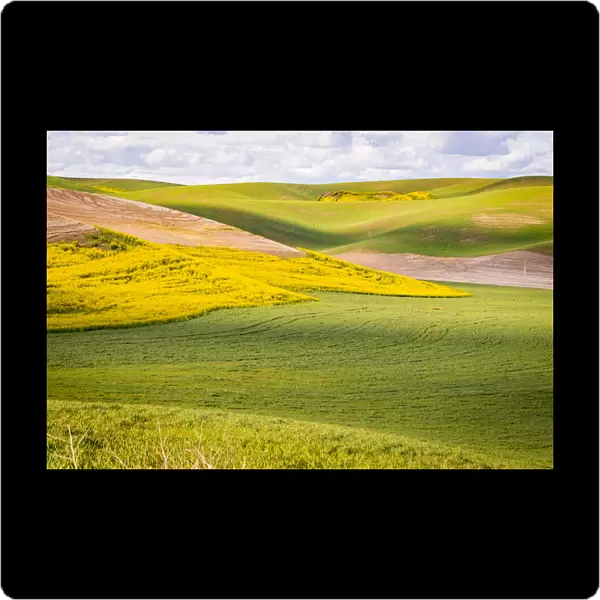 USA, Washington State. Palouse Valley, fields of yellow mustard and other crops