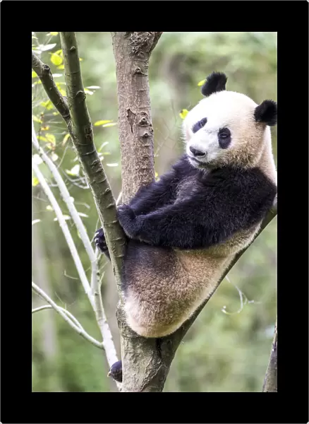 Asia, China, Sichuan Province, Mt. Qincheng Town, Giant Panda