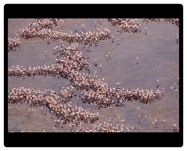 Africa, Tanzania, Aerial view of vast flock of Lesser Flamingos (Phoenicoparrus minor