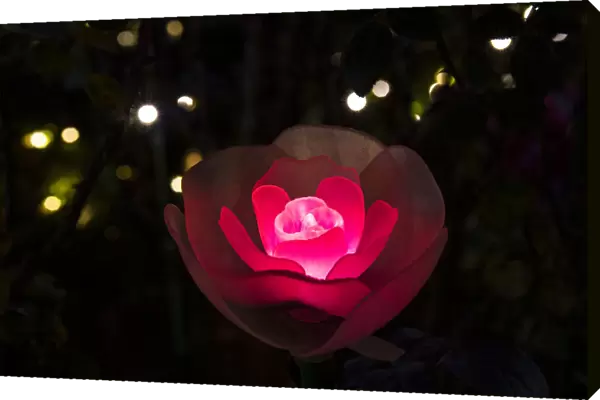 An illuminated red rose