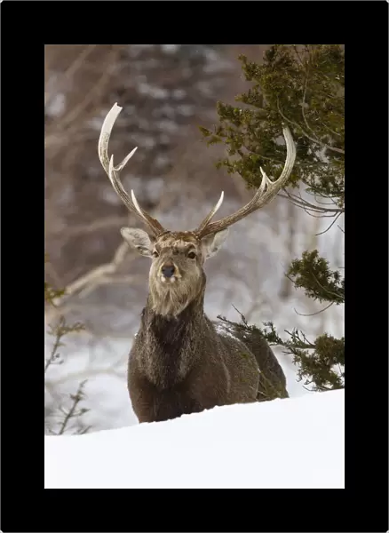 Asia, Japan, Hokkaido, Rausu, sika deer, Cervus Nippon. Portrait of a sika stag