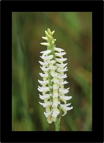 Canada, Manitoba, Tall-grass Prairie Preserve. Great Plains ladys tresses orchids