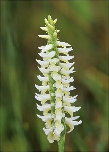 Canada, Manitoba, Tall-grass Prairie Preserve. Great Plains ladys tresses orchids