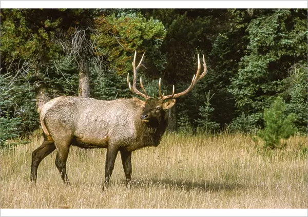Bull elk with huge rack, Banff National Park, Canada