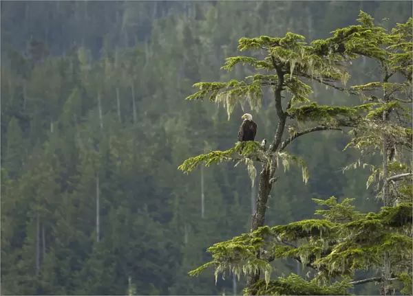 Canada, British Columbia. A Bald Eagle (Haliaeetus leucocephalus