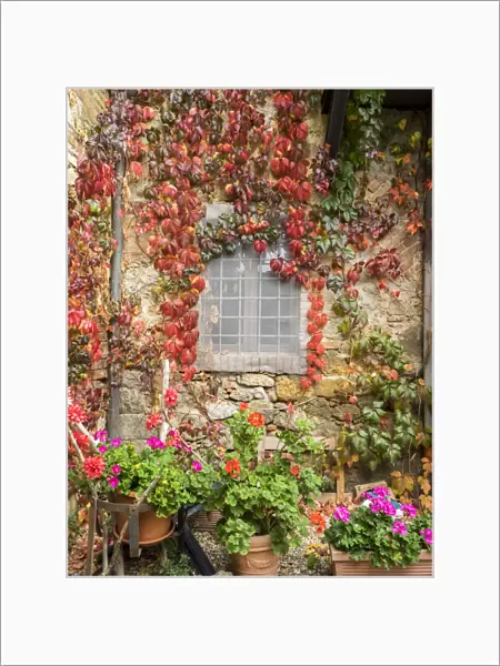 Europe, Italy, Chianti. Potted pink geraniums and fall colored climbing vine on the