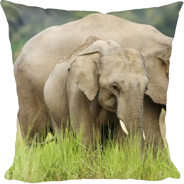 Asian Elephants, Corbett National Park, India