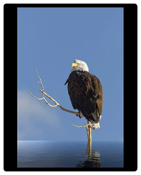 Composite of bald eagle on branch protruding from water