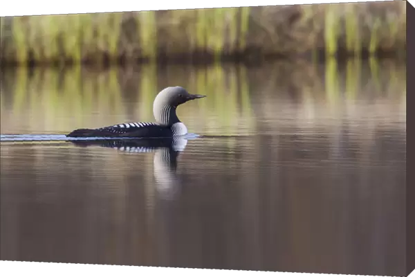 Pacific Loon, Arctic Reflections