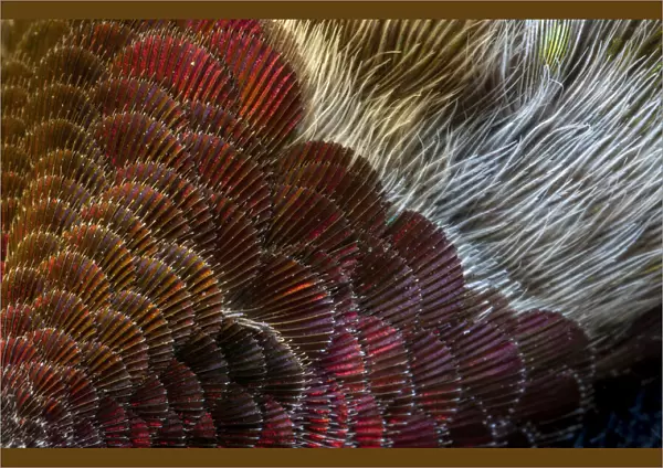 USA, Arizona. Close-up of hummingbird feather pattern. Credit as