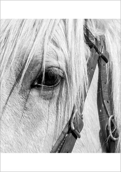 USA, Arizona, Scottsdale. B&W close-up of horses eye and bridle