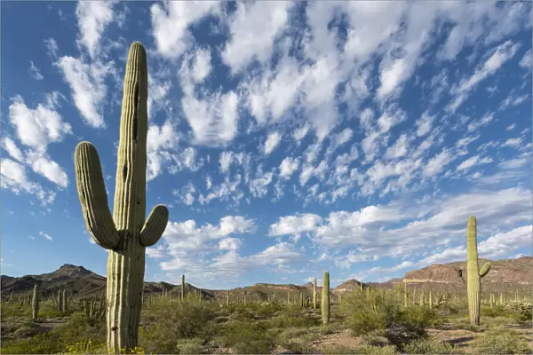 Arizona. Clouds spread across a blue sky above saguaro cactus in Organ Pipe National