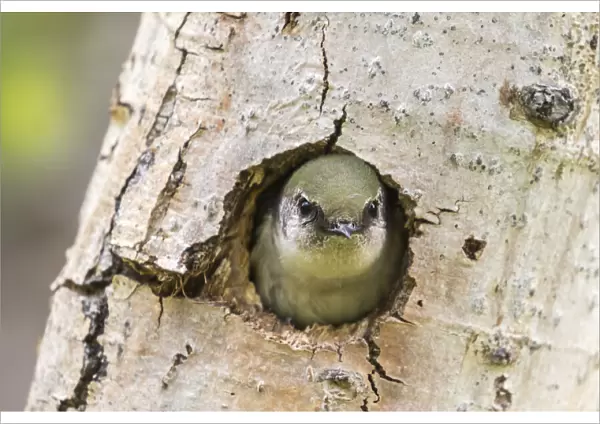 USA, Colorado, Rock Mountain National Park. Violet-green swallow at nest hole in tree