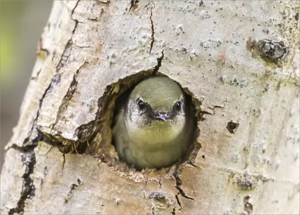 USA, Colorado, Rock Mountain National Park. Violet-green swallow at nest hole in tree