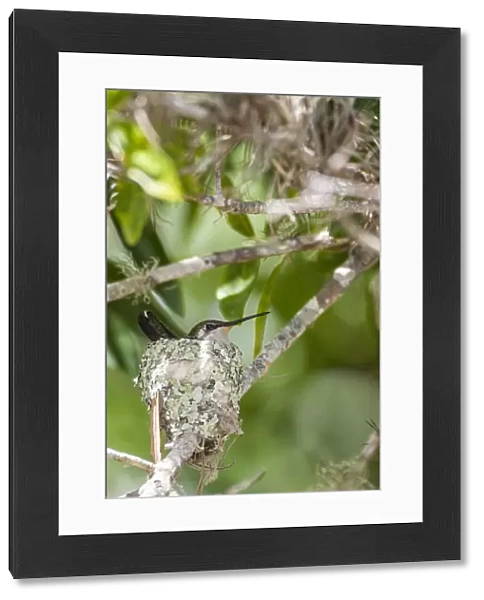 Ruby-throated hummingbird on nest, Florida