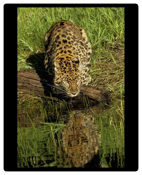 Amur Leopard and reflection while drinking, Panthera pardus orientalis, Captive