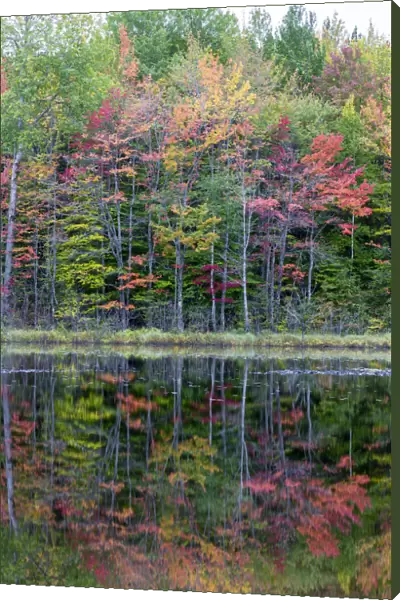 Thornton Lake in fall color, Alger County, Michigan