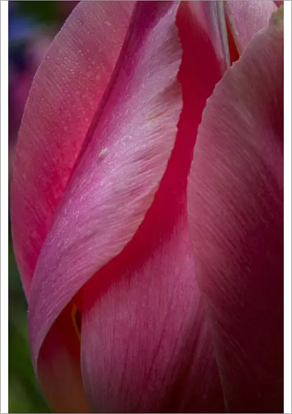 USA, Pennsylvania, Longwood Gardens. Tulip flower close-up