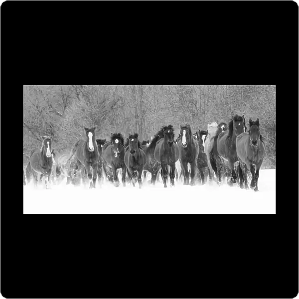 Panoramic view of rodeo horses running during winter roundup, Kalispell, Montana