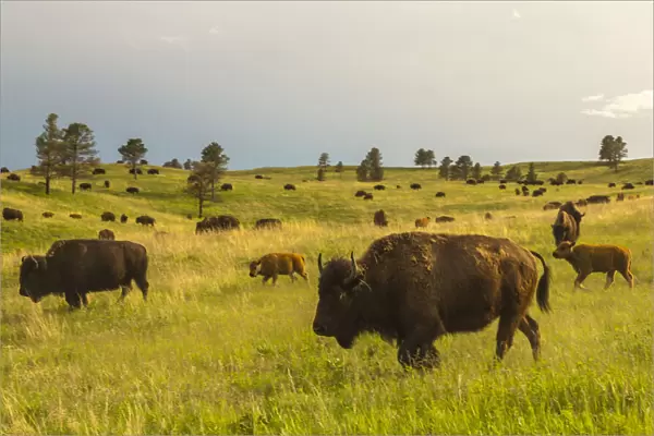 USA, South Dakota, Custer State Park, bison herd