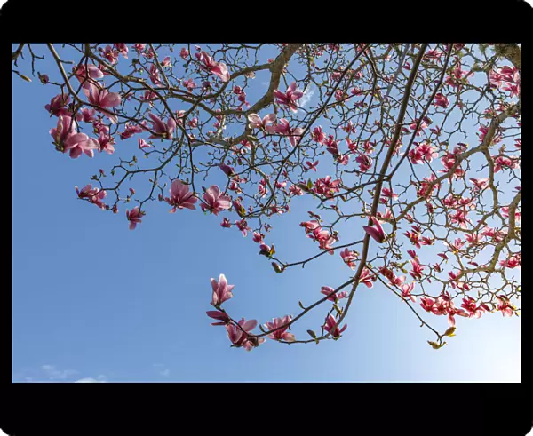 USA, Washington State, Seabeck. Tulip magnolia tree in bloom