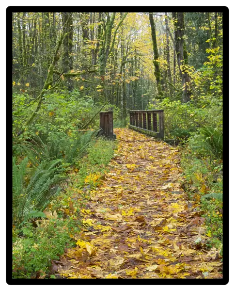 WA, Tiger Mountain, Leaf covered trail
