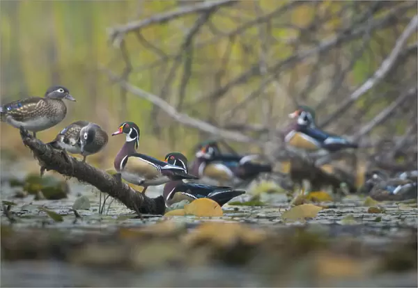 USA, Washington State. Wood Ducks (Aix sponsa) flock roosts on a quiet pond. Seattle